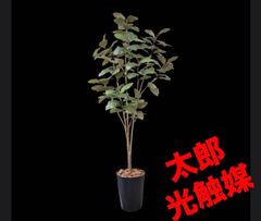 光触媒 人工観葉植物 ウォールグリーン ウォールグリーン フィカスフイ 