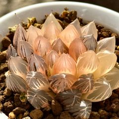 多肉植物 観葉植物 ハオルチア ハオルシア 新氷砂糖錦群生 極上斑