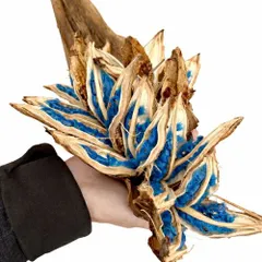 タビビトノキのタネ（旅人の木の種 / 扇芭蕉の木）LLサイズ 1個 送料無料 観葉植物 インテリアオブジェ 種子の宝石 神秘的 ドライフラワー 撮影小物のサムネイル