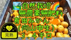 【みずくま様専売品】【完熟】自然栽培 無農薬無肥料 有田みかん🍊(向山中生)３.４キロ②