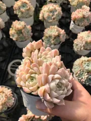 【18株の抜き苗セット】白月影　多肉植物　佐川急便発送　エケベリア　韓国苗　Z1981