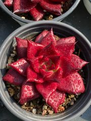 24株の抜き苗セット】ブルードラゴン 多肉植物 佐川急便発送