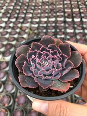 24株の抜き苗セット】ブルードラゴン 多肉植物 佐川急便発送