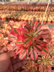 【12株の抜き苗セット】ピンクウィッチ群生　多肉植物　佐川急便発送　エケベリア　韓国苗　Z1994