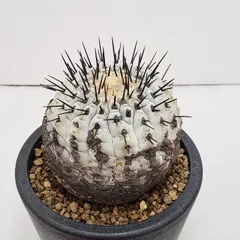 2026年最新】コルムナアルバの人気アイテム - メルカリ