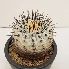 2026年最新】コルムナアルバの人気アイテム - メルカリ