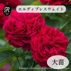 ルイ フィリップ バラ挿し木苗 黒ポット 追跡あり - メルカリ