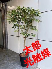 光触媒 人工観葉植物 ウォールグリーン フェイクグリーン イチョウの木