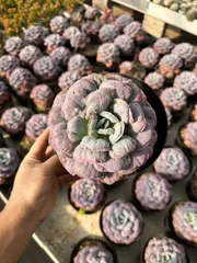 【6株の抜き苗セット】スタームーン　多肉植物　佐川急便発送　エケベリア　韓国苗　Z2008