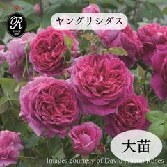 izumirose、種苗登録品種、イングリッシュローズ、ヤングリシダス、7号
