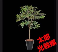 光触媒 人工観葉植物 ウォールグリーン フェイクグリーン ツピタンサス