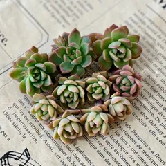 多肉植物　カット苗　寄せ植え　詰め合わせ　マッコス✖️10個