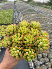 24株の抜き苗セット】ブラックプリンス 多肉植物 佐川急便発送