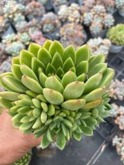 28株の抜き苗セット】レジティア（3ー4頭） 多肉植物 佐川急便発送