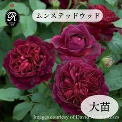 2026年春の新品種 サラマンダー 大苗 - メルカリ