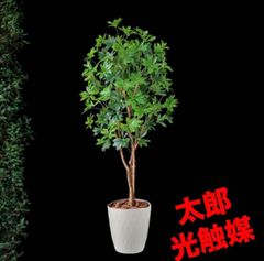 光触媒 人工観葉植物 ウォールグリーン フェイクグリーン イチョウの木