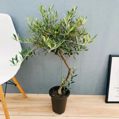 2026年最新】オリーブ ネバディロブランコの人気アイテム - メルカリ