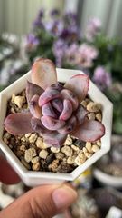 多肉植物 まぱさん苗 リンゼアナxラウイ - メルカリ