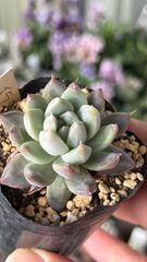 多肉植物 まぱさん苗 リンゼアナxラウイ - メルカリ