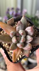 多肉植物 まぱさん苗 リンゼアナxラウイ - メルカリ