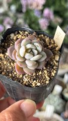 多肉植物 まぱさん苗 リンゼアナxラウイ - メルカリ