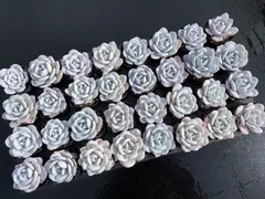 Z3002×32株 ユキレン 土鉢付き 多肉植物 アエオニウム エケベリア サボテン 韓国苗