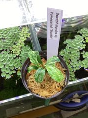 タ*ン様 Bucephalandra upper pearl midnight - メルカリ