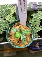 Bidayuha crassispatha Kalimantan Barat - メルカリ