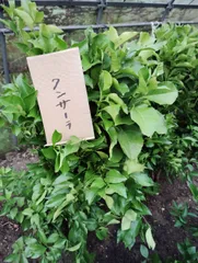 りょうにゃんたろう様専用　クンサーラ接ぎ木苗と果実