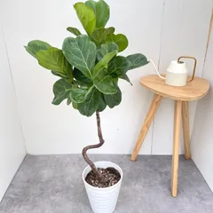 2026年最新】カシワバゴムの人気アイテム - メルカリ