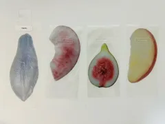 이옥(イオクト)フルーツ しおり 4個 まとめ