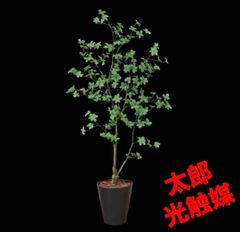 光触媒 人工観葉植物 ウォールグリーン フェイクグリーン ツピタンサス