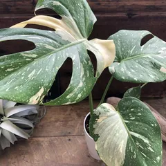 2026年最新】モンステラ タイコンステレーションの人気アイテム - メルカリ