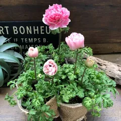 ポットごと♡モモ♡八重咲き♡アネモネ♡ガーデニング♡ピンク