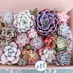 255 多肉植物寄せ植えセット