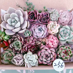 256 多肉植物寄せ植えセット