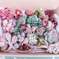 訳あり多肉植物