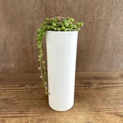 グリーンネックレス 陶器鉢 現品 Senecio rowleyanus セネシオ属 グリーンネックレス ミドリノスズ キク科  観葉植物 観葉 植物 ハンギングおすすめ インテリア プレゼント おしゃれ かわいい グリーン 訳あり鉢
