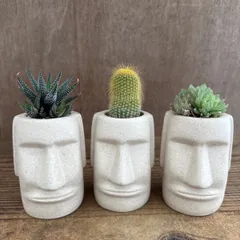 ★モアイ3兄弟！！ 3種類 ハオルチア松の雪・サボテン不明種・ハオルチア不明種 現品 観葉植物 観葉 植物 珍奇植物 珍奇 珍しい レア 希少 多肉植物 多肉 カクタス インテリア プレゼント おもしろい 可愛い