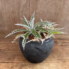 ★リメイク鉢★ ディッキア ハイブリッド 現品 Dickia hybrid ディッキア ディッキアハイブリッド 交配種 ブロメリア 観葉植物 観葉 植物 珍奇植物 珍奇 珍しい レア 希少 インテリア おしゃれ