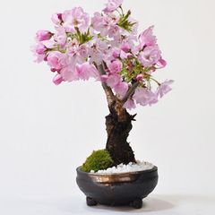 折り鶴盆栽【 桜 盆栽 】 - メルカリ