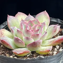 2026年最新】多肉の人気アイテム - メルカリ