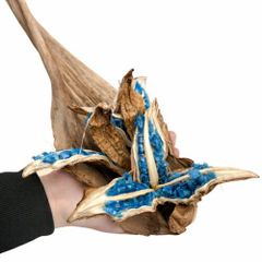 タビビトノキのタネ（旅人の木の種 / 扇芭蕉の木）Sサイズ 1個 送料