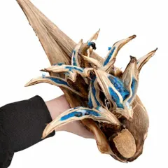 タビビトノキのタネ（旅人の木の種 / 扇芭蕉の木）Mサイズ 1個 送料無料 他品同梱不可の単独発送品 観葉植物 インテリアオブジェ 種子の宝石 神秘的 ドライフラワー 撮影小物のサムネイル