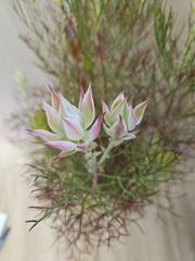 セルリア　プリティーピンク2