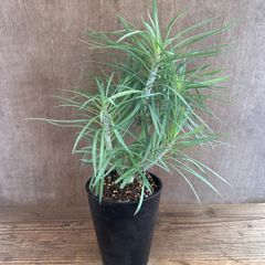 セネシオ　モンキーツリー　①　現品　senecio kleinia　セネシオ クレイニア セネキオ クライニア 天竜 テンリュウ 観葉植物 観葉 植物 珍奇植物 珍奇 珍しい レア 希少 多肉植物 幸せを呼ぶ多肉植物 多肉 開店祝い 新築祝い