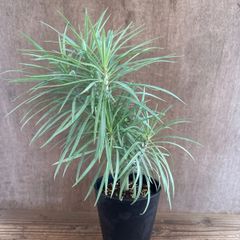 セネシオ モンキーツリー ④ 現品 senecio kleinia セネシオ クレイニア セネキオ クライニア 天竜 テンリュウ 観葉植物 観葉 植物 珍奇植物 珍奇 珍しい レア 希少 多肉植物 幸せを呼ぶ多肉植物 多肉 開店祝い 新築祝い