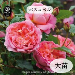 バラ大苗 レディエマハミルトン タグ付き 廃盤品種 蕾付き 薔薇苗 強香