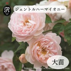 バラ苗 レディエマハミルトン 廃盤 イングリッシュローズ苗 薔薇苗 強