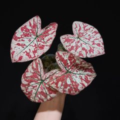 モンステラデリシオーサバルバソウルMonstera Bulbasaur - メルカリ